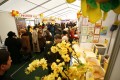 "Фестиваль меда" весна 2010
